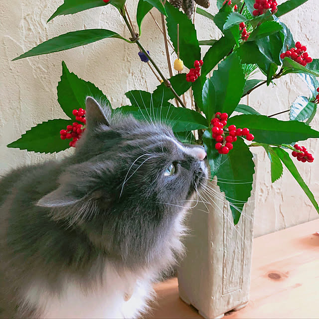 mangomilkさんの実例写真