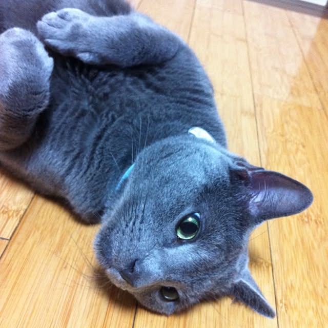 sonさんの実例写真