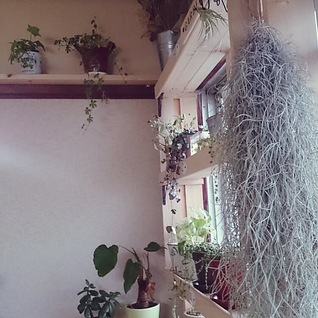 miporin0711さんの実例写真
