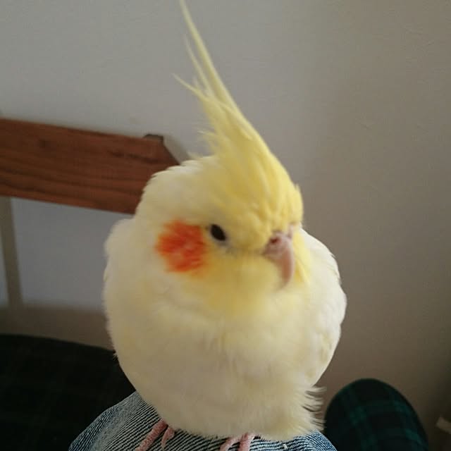 bibi.karuさんの実例写真
