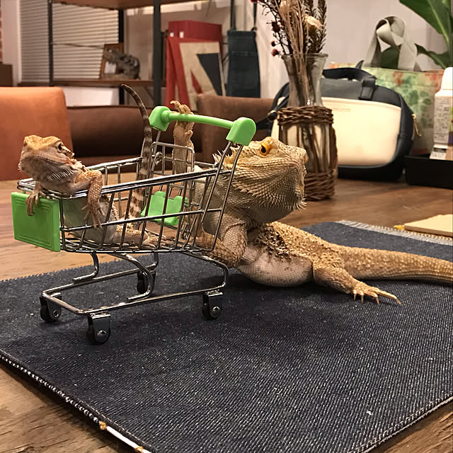 japitonさんの実例写真