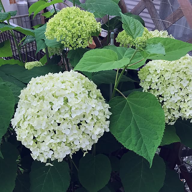 canmilmamaさんの実例写真