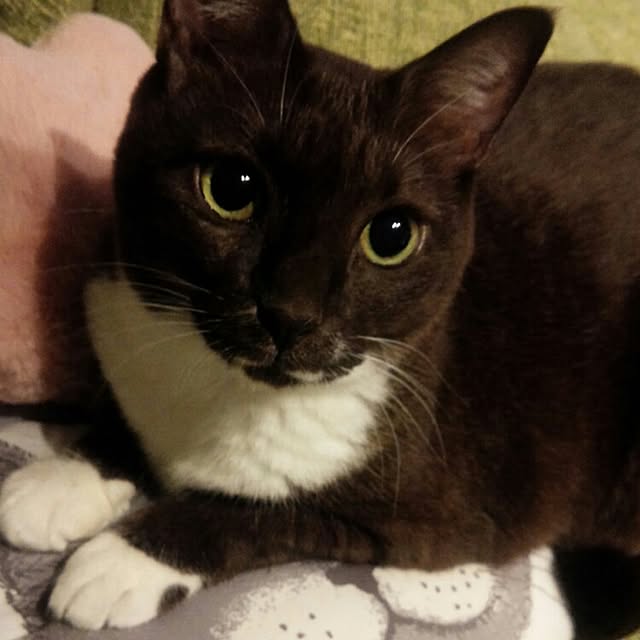 Gomaさんの実例写真