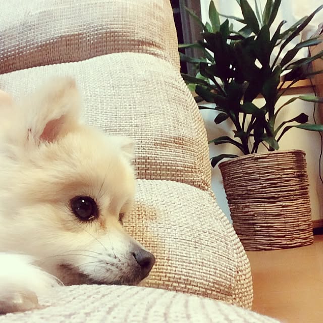 hnrrtさんの実例写真
