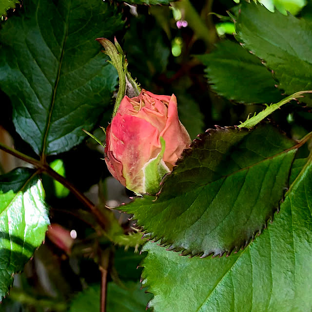 tomoさんの実例写真