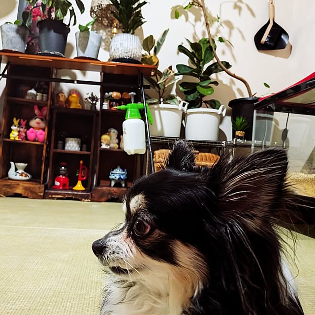 umeboshicyanさんの部屋