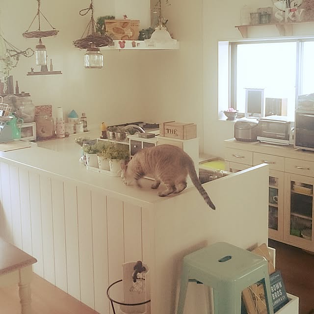 hoshiさんの実例写真