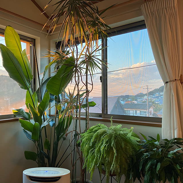 観葉植物/リビングのインテリア実例 - 2021-05-04 09:17:37