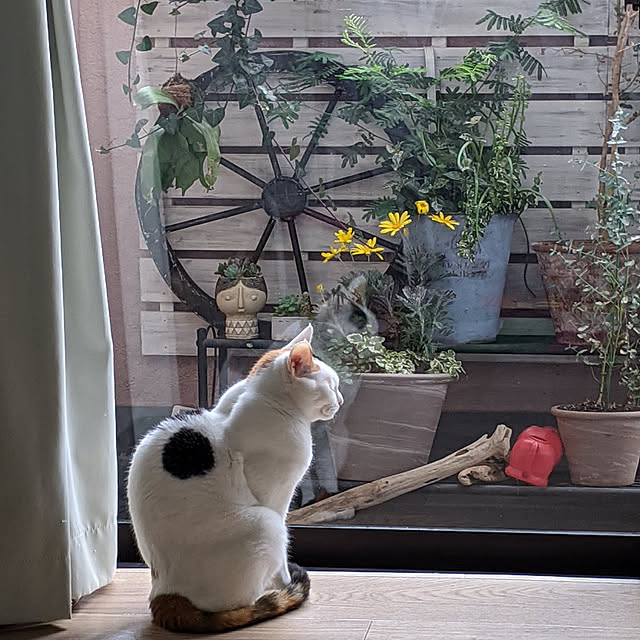 ichi.さんの実例写真