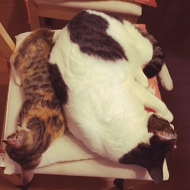 Mayさんの実例写真