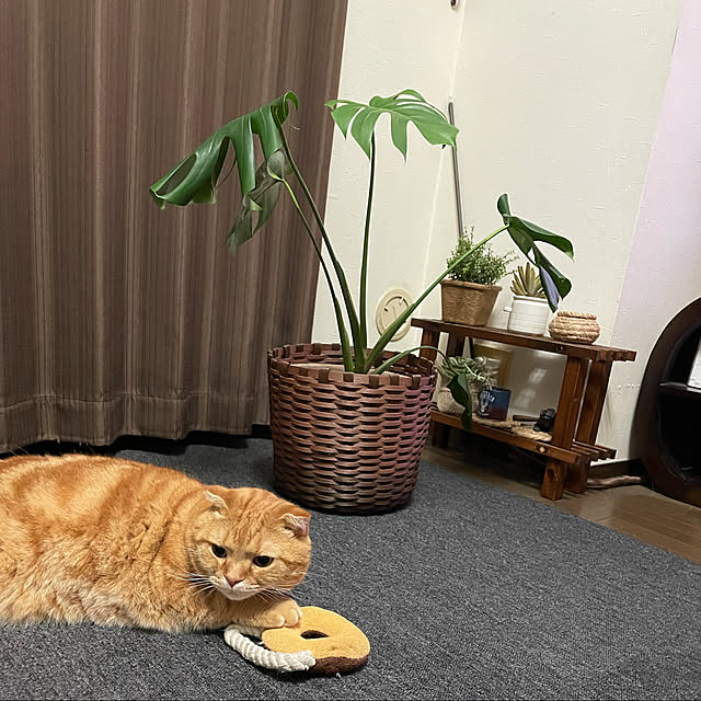 ponkkさんの実例写真