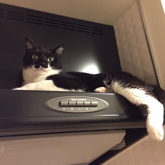 maimaimさんの実例写真