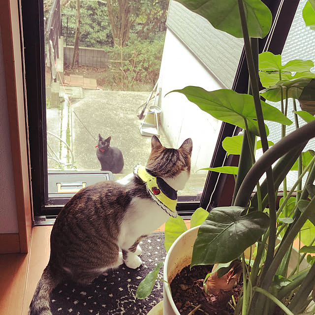 jijiさんの実例写真