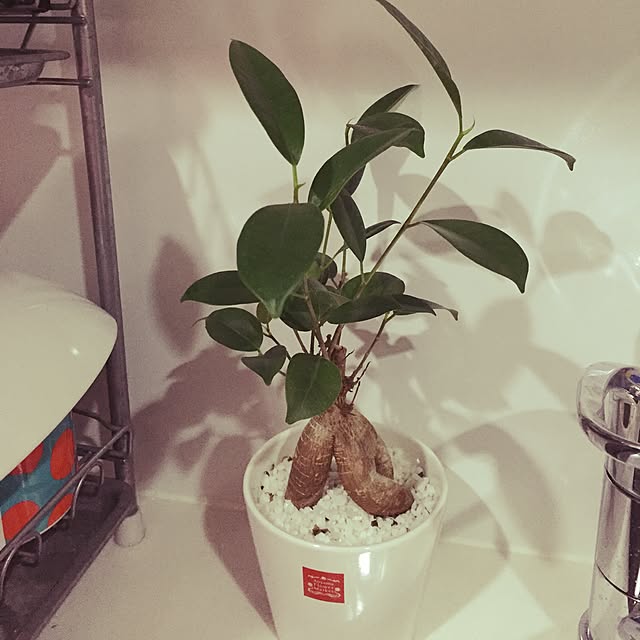 sさんの実例写真