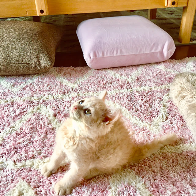 naokoさんの実例写真