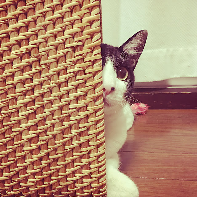 chiisoftさんの実例写真