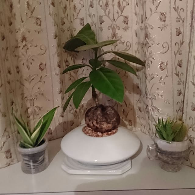 DoDさんの実例写真