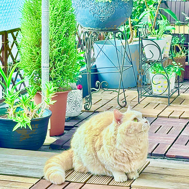 naokoさんの実例写真