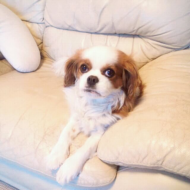 yumiさんの実例写真