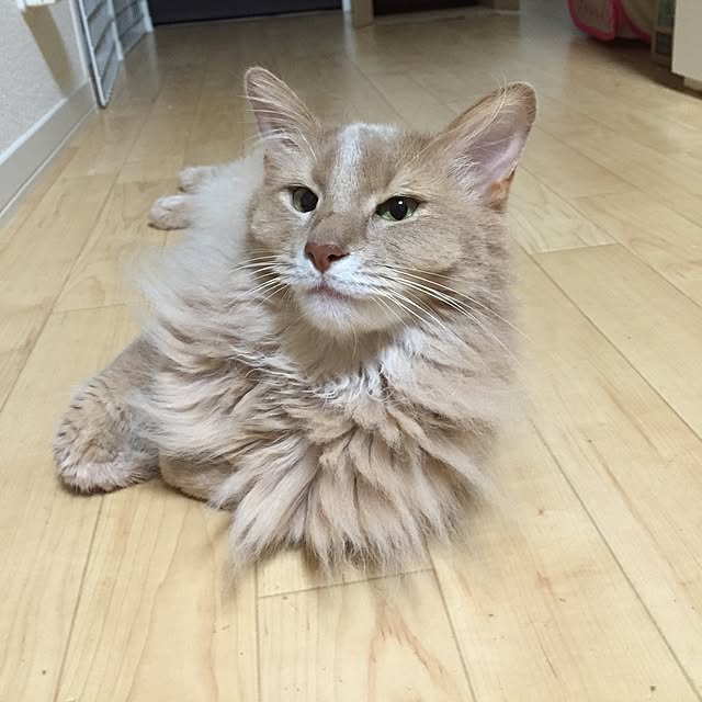 mofucatさんの実例写真