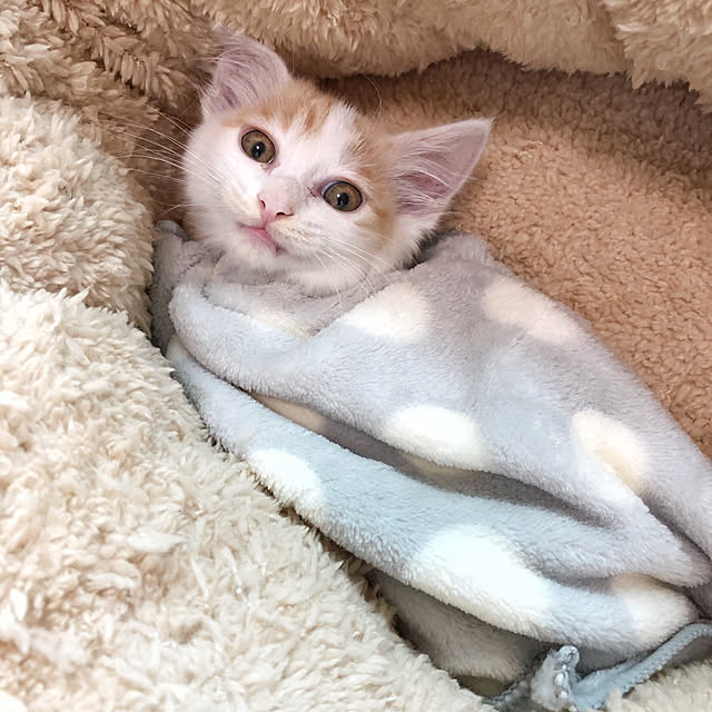 yuchiさんの実例写真