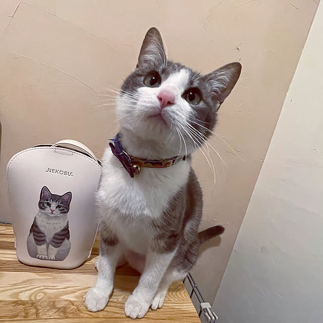 nekosamaさんの実例写真
