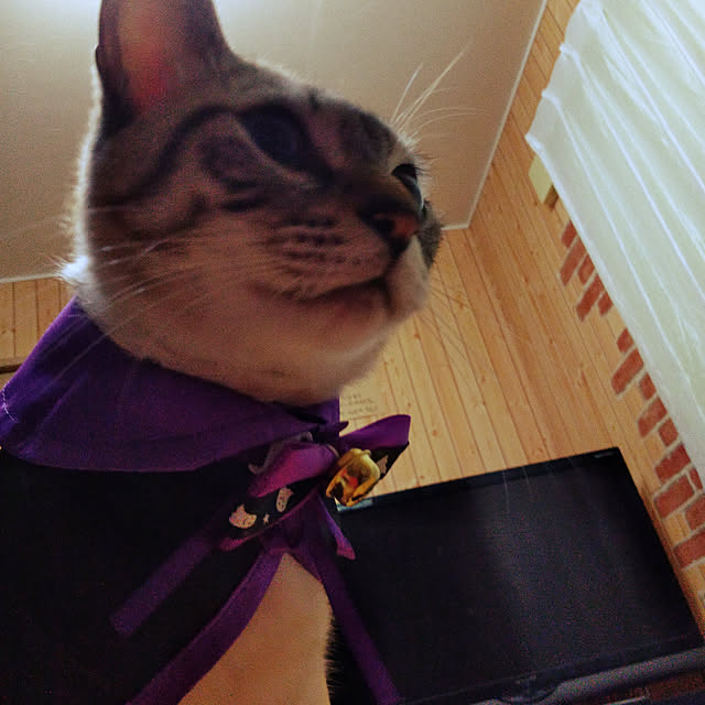 sakiさんの実例写真