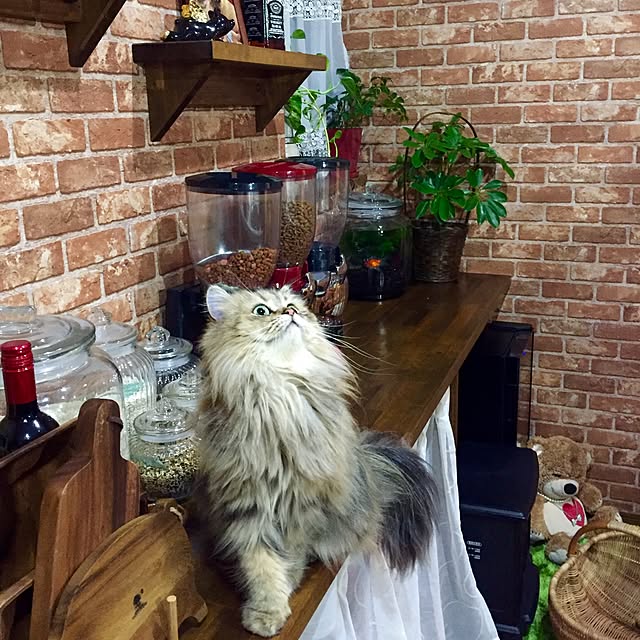 butachanさんの実例写真
