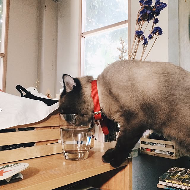 tththitii.さんの実例写真