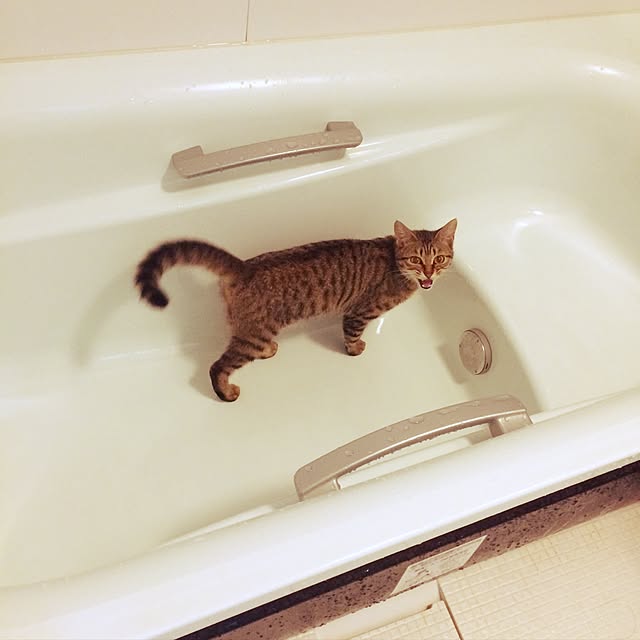 uraraさんの実例写真