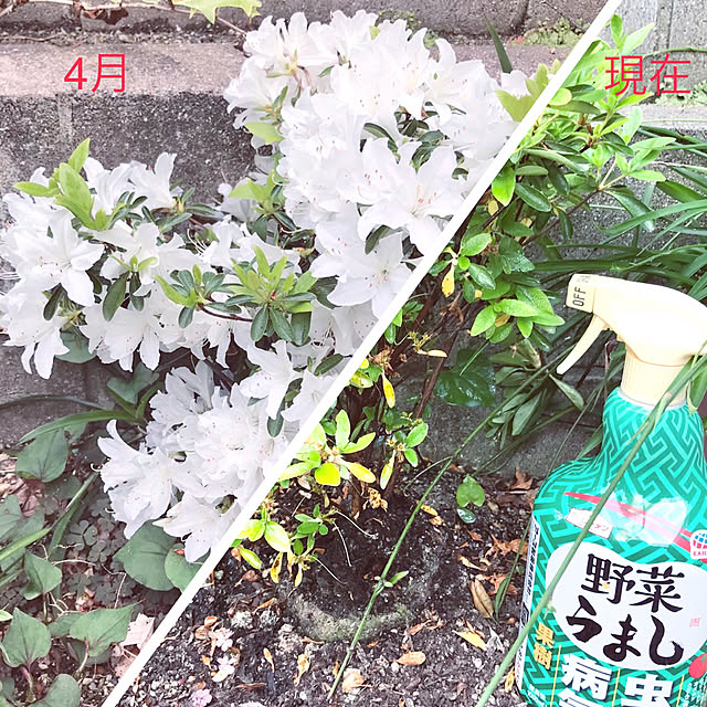tararaさんの実例写真