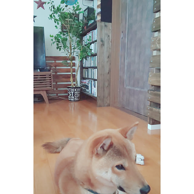 annさんの実例写真