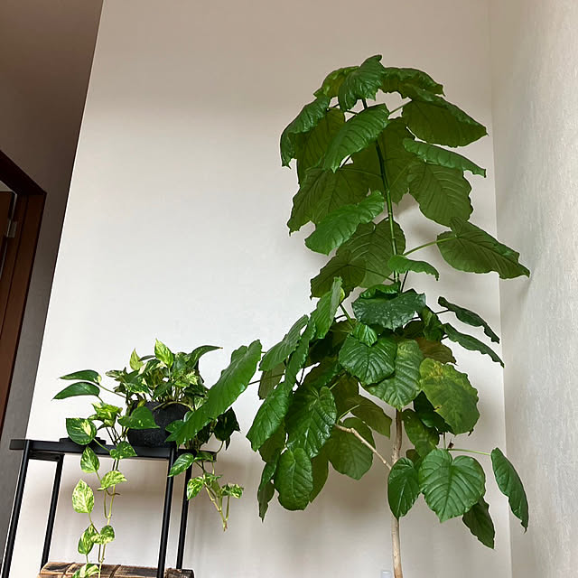 troisさんの部屋