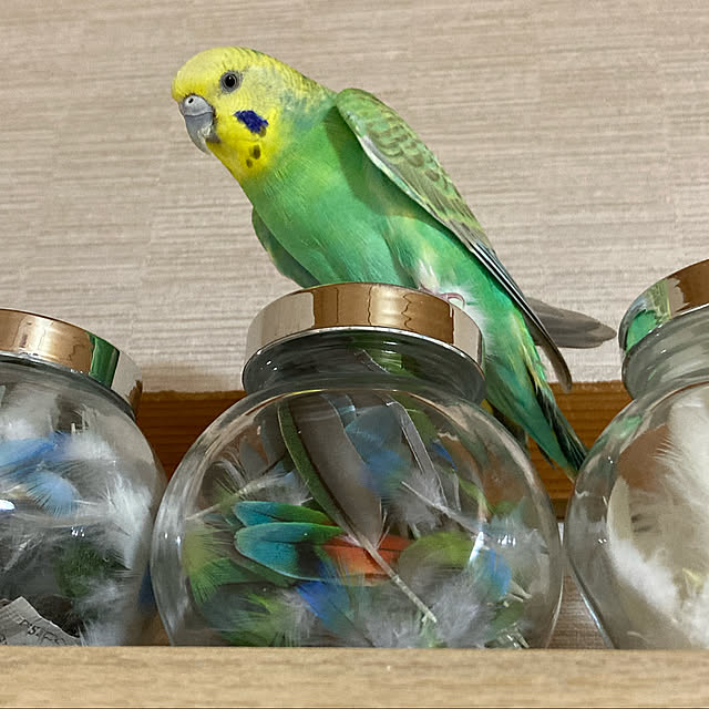 toratanさんの実例写真