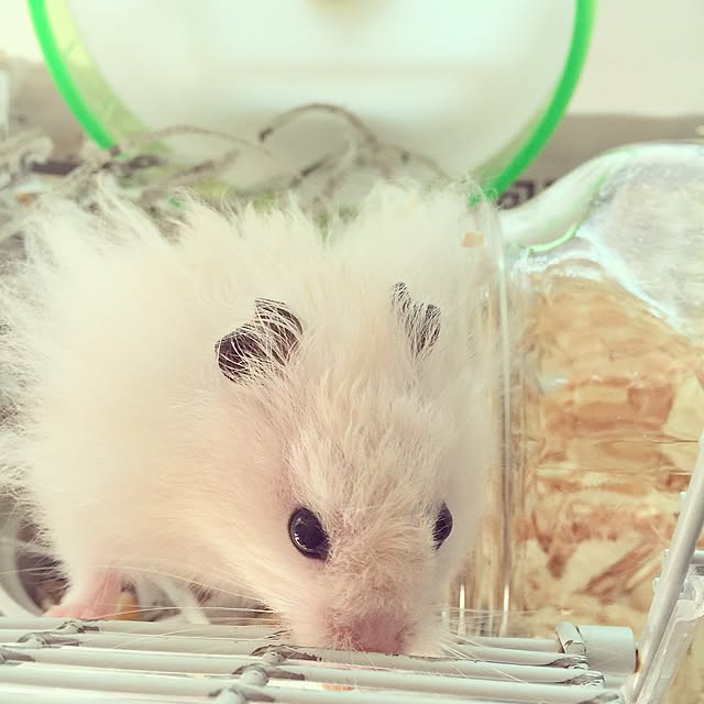suzyさんの実例写真