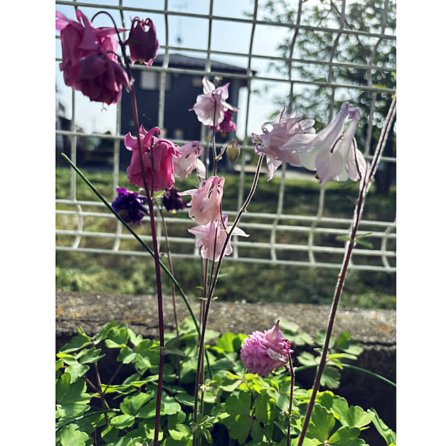 CoCo0617さんの実例写真