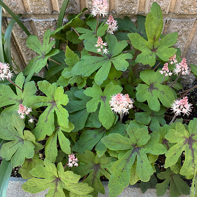 romiromiさんの部屋