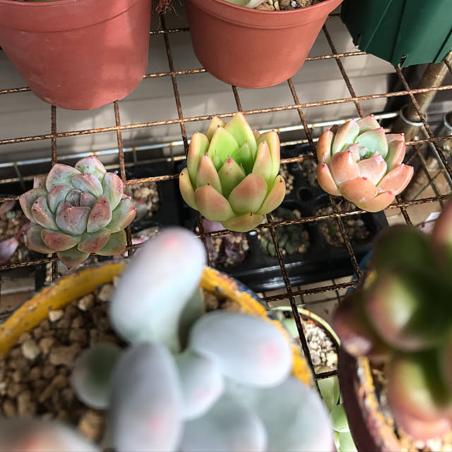 miniさんの実例写真