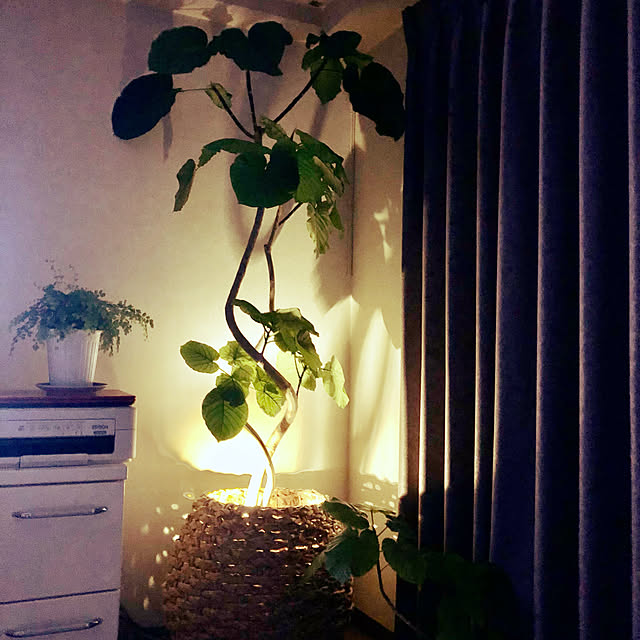 リビング/観葉植物/照明のインテリア実例 - 2021-06-19 22:56:03