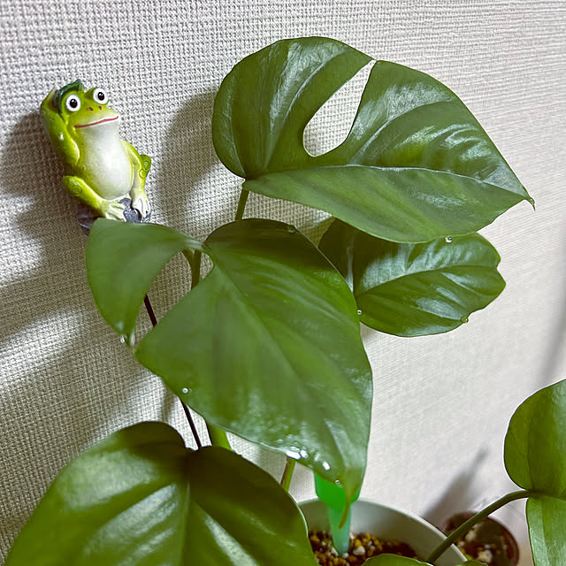 yoyoyoさんの部屋