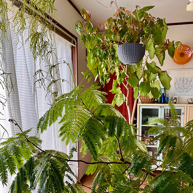 65-24oxoさんの部屋