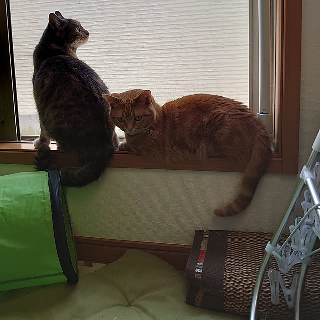 shinobuさんの実例写真