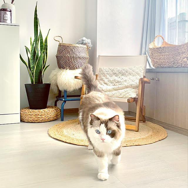Micccaさんの実例写真