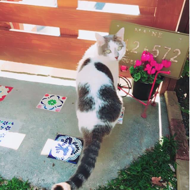 mintcatさんの実例写真