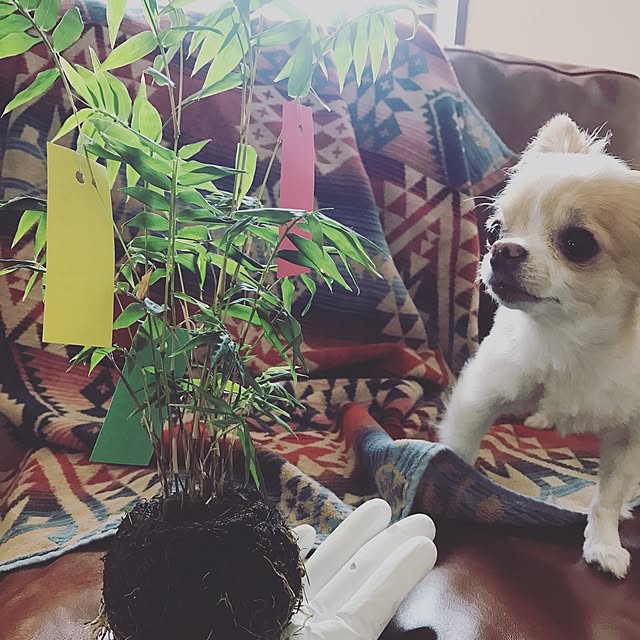 ponyoさんの実例写真
