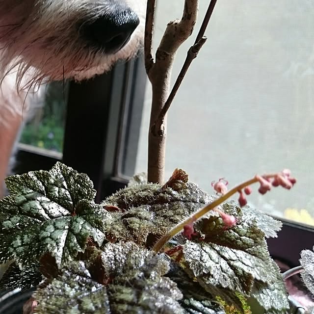 runaさんの実例写真