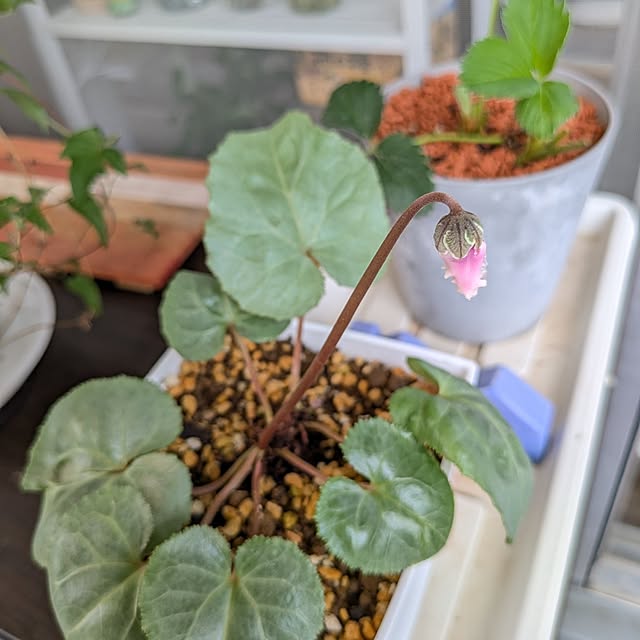 mi-saさんの部屋