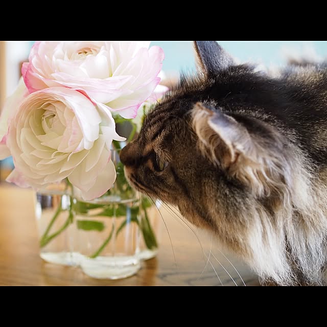 sachiblancさんの実例写真