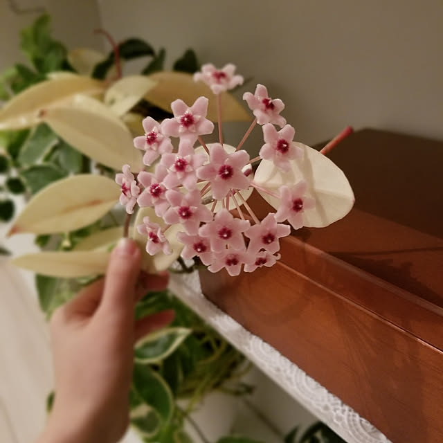 実例写真
