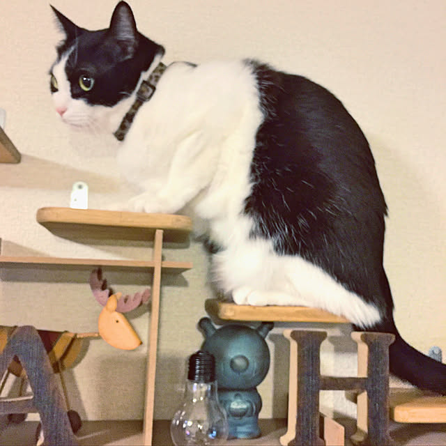nisannisan39さんの実例写真